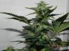 Seedsman White Widow(Allowed Apical Dominance) Main Cola Light Off.jpg