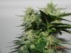 Seedsman White Widow(F.I.M'd) Top Four Colas Under T5HO.jpg