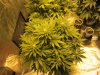 5 week flower pics 001.jpg