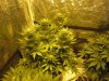 5 week flower pics 002.jpg