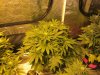 5 week flower pics 003.jpg