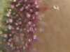 Smelly Fingerez, pink trichomes. 4.jpg