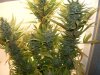 week 8 flowering 004.jpg