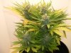 week 8 flowering 005.jpg