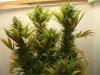 week 8 flowering 006.jpg