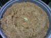 HSO Sour Diesel #2 [Day 1] 3-15-13.jpg