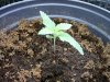 Ripper Seeds GrapeGum [Day 5] 3-15-13.jpg