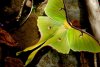 An_Arkansas_Luna_Moth.jpg