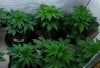 newGrow-Veg27a.jpg