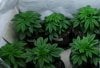 newGrow-Veg27b.jpg