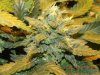 Bagseed Under HPS Budshot #6.jpg