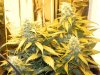 Delicious Seeds Critical Jack Under HPS #2.jpg