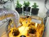 Grow Room Post First Crop Harvest!.jpg