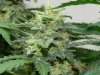 Seedsman White Widow(Topped) Budshot #1.jpg