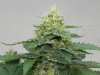 Seedsman White Widow(Topped) Budshot #2.jpg