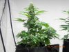 Seedsman White Widow(Untrained) Development w: Lower Half LST.jpg