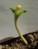 seedling 022.jpg