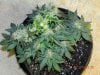 Seedsman White Widow(F.I.M'd & Late LST) - Aerial Shot.jpg