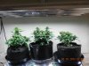 Seedsman White Widow(F.I.M'd & Late LST) w: Other Seedsman White Widow.jpg