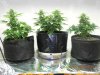 Seedsman White Widow(Three Different Ways)!.jpg