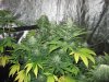 week 6 flower 005.jpg