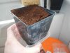 Soil in pot.jpg