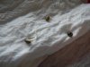 Seeds germinated 2.jpg