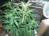 Herb Man Hustling  Week 2 Flowering Part II 030.jpg