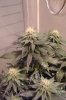 4 week flower 8.jpg