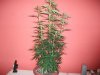 Herb Man Hustling  Week 2 Flowering Part II 046.jpg