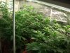 Herb Man Hustling  Week 2 Flowering Part II.jpg