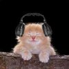 cat headphones.jpg