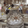 cat with headphones-MOVING FILE.png