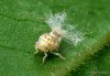 nymphs_fluffy_bums__planthoppers-9.JPG