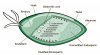 barley endosperm enzymes.jpg