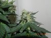 Seedsman White Widow(F.I.M'd) #4.jpg