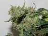 Seedsman White Widow(F.I.M'd) #6.jpg