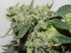 Seedsman White Widow(F.I.M'd) #7.jpg