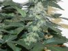 Seedsman White Widow(Topped) #4.jpg