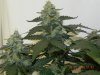 Seedsman White Widow(Topped) #7.jpg