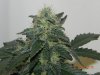 Seedsman White Widow(Topped) #10.jpg