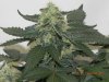 Seedsman White Widow(Topped) #11.jpg