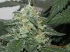 Seedsman White Widow(Topped) #12.jpg