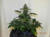 Seedsman White Widow(Uncut) #1.jpg