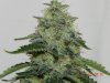 Seedsman White Widow(Uncut) #4.jpg