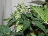 Seedsman White Widow(Uncut) #7.jpg