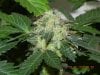 Seedsman White Widow(Uncut) #8.jpg