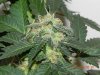 Seedsman White Widow(Uncut) #9.jpg