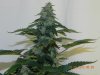 Seedsman White Widow(Uncut) #11.jpg