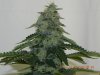 Seedsman White Widow(Uncut) #12.jpg